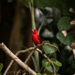 red cardinal bird perched on brown tree branch during daytime